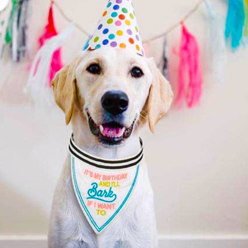 🆕-Santa Barbara Design-Pet Bandana-“It's My Birthday And I'll Bark If I Want To”
